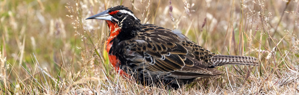 LONG-TAILED MEADOWLARK Sturnella loyca falklandica